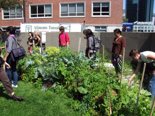 Jardin biologique #8-potager de resistance